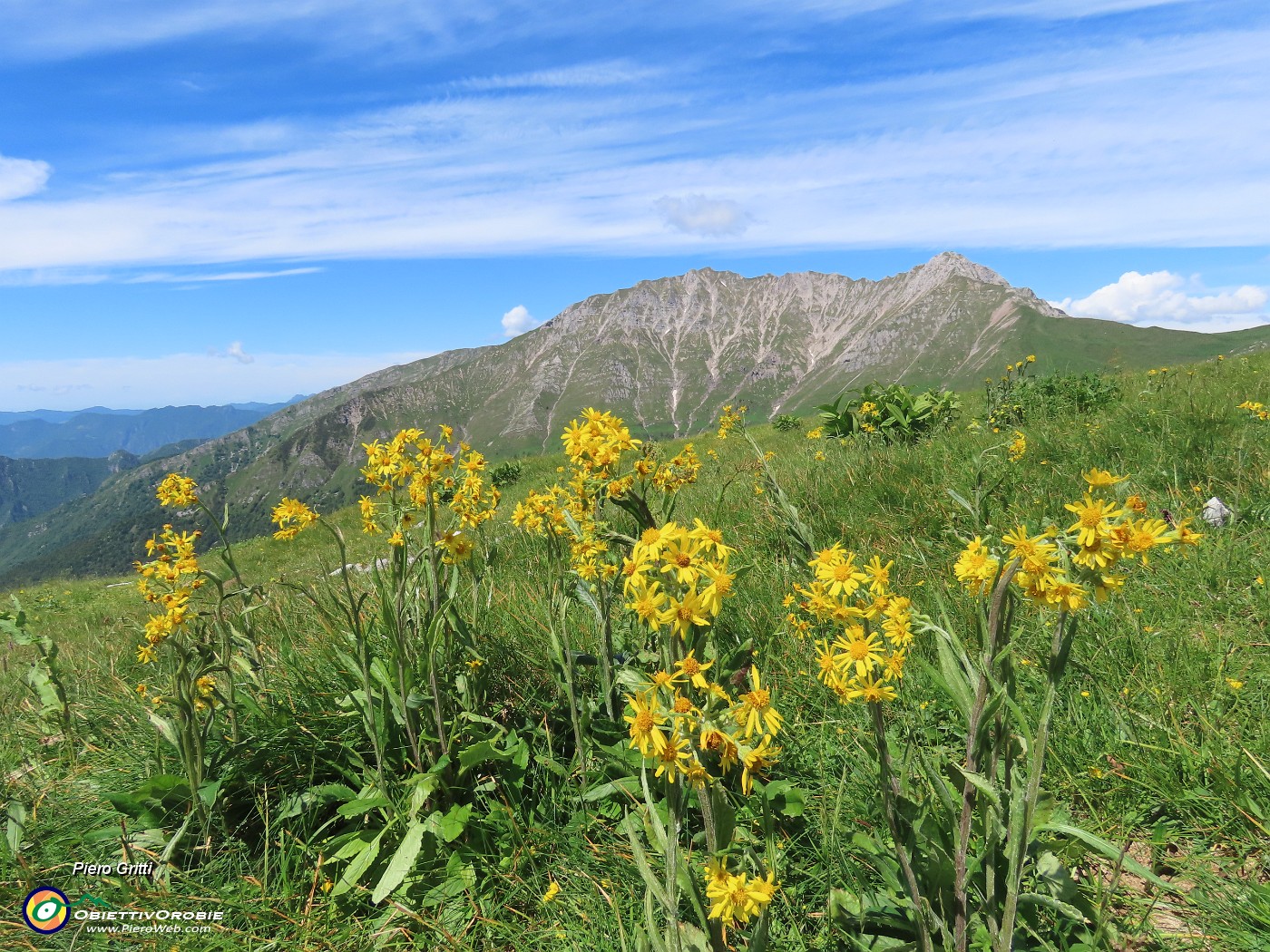 54 Tephroseris longifolia  (Senecione di Gaudin) con vista in Menna.JPG